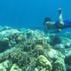 Un buceador bajau pesca bajo el agua con una lanza.